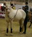 Pamina HuP 2009_05